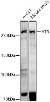 Western Blot: ATR Antibody (4O3E0) [NBP3-33305] - Western blot analysis of various lysates using ATR Rabbit mAb at1:1000 dilution.Secondary antibody: HRP-conjugated Goat anti-Rabbit IgG (H+L) at 1:10000 dilution.Lysates/proteins: 25ug per lane.Blocking buffer: 3% nonfat dry milk in TBST.Detection: ECL Basic Kit.Exposure time: 180s.