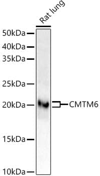Western Blot: CMTM6 Antibody (6K8M9) [NBP3-33308] - Western blot analysis of lysates from Rat lung, using CMTM6 Rabbit mAb at  1:2000 dilution.Secondary antibody: HRP-conjugated Goat anti-Rabbit IgG (H+L) at 1:10000 dilution.Lysates/proteins: 25ug per lane.Blocking buffer: 3% nonfat dry milk in TBST.Detection: ECL Enhanced Kit.Exposure time: 180s.