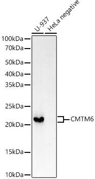 Western Blot: CMTM6 Antibody (6K8M9) [NBP3-33308] - Western blot analysis of various lysates using CMTM6 Rabbit mAb at1:20000 dilution.Secondary antibody: HRP-conjugated Goat anti-Rabbit IgG (H+L) at 1:10000 dilution.Lysates/proteins: 25ug per lane.Blocking buffer: 3% nonfat dry milk in TBST.Detection: ECL Enhanced Kit.Exposure time: 180s.