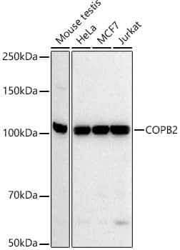 Western Blot: COPB2 Antibody (1X5F7) [NBP3-33309] - Western blot analysis of various lysates using COPB2 Rabbit mAb at  1:20000 dilution.Secondary antibody: HRP-conjugated Goat anti-Rabbit IgG (H+L) at 1:10000 dilution.Lysates/proteins: 25ug per lane.Blocking buffer: 3% nonfat dry milk in TBST.Detection: ECL Basic Kit.Exposure time: 10s.