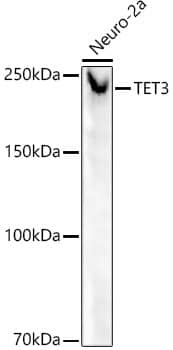 Western Blot: TET3 Antibody (6I7Y2) [NBP3-33311] - Western blot analysis of lysates from Neuro-2a cells, using TET3 Rabbit mAb at 1:20000 dilution.Secondary antibody: HRP-conjugated Goat anti-Rabbit IgG (H+L) at 1:10000 dilution.Lysates/proteins: 25ug per lane.Blocking buffer: 3% nonfat dry milk in TBST.Detection: ECL Basic Kit.Exposure time: 90s.