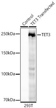 Western Blot: TET3 Antibody (6I7Y2) [NBP3-33311] - Western blot analysis of lysates from wild type (WT) and 293T cells transfected with TET3 using TET3 Rabbit mAb at 1:20000 dilution incubated overnight at 4C.Secondary antibody: HRP-conjugated Goat anti-Rabbit IgG (H+L) at 1:10000 dilution. Lysates/proteins: 25 ug per lane.Blocking buffer: 3% nonfat dry milk in TBST.Detection: ECL Basic KitExposure time: 30 s.