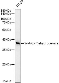 Western Blot: Sorbitol Dehydrogenase Antibody (9Q3B10) [NBP3-33313] - Western blot analysis of lysates from HT-29 cells, using Sorbitol Dehydrogenase Rabbit mAb at1:20000 dilution.Secondary antibody: HRP-conjugated Goat anti-Rabbit IgG (H+L) at 1:10000 dilution.Lysates/proteins: 25ug per lane.Blocking buffer: 3% nonfat dry milk in TBST.Detection: ECL Basic Kit.Exposure time: 30s.