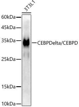 Western Blot: CEBP Delta Antibody (2O1A6) [NBP3-33314] - Western blot analysis of lysates from 3T3-L1 cells, using CEBP Delta Rabbit mAb at 1:200000 dilution.Secondary antibody: HRP-conjugated Goat anti-Rabbit IgG (H+L) at 1:10000 dilution.Lysates/proteins: 25ug per lane.Blocking buffer: 3% nonfat dry milk in TBST.Detection: ECL Enhanced Kit.Exposure time: 180s.