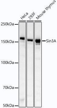 Western Blot: SIN3A Antibody (3W9A10) [NBP3-33315] - Western blot analysis of various lysates using SIN3A Rabbit mAb at1:2000 dilution.Secondary antibody: HRP-conjugated Goat anti-Rabbit IgG (H+L) at 1:10000 dilution.Lysates/proteins: 25ug per lane.Blocking buffer: 3% nonfat dry milk in TBST.Detection: ECL Basic Kit.Exposure time: 30s.