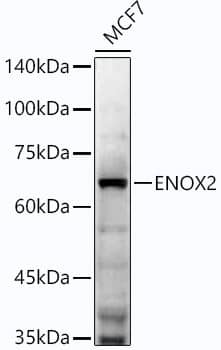 Western Blot: ENOX2 Antibody (5P7H2) [NBP3-33316] - Western blot analysis of lysates from MCF7 cells, using ENOX2 Rabbit mAb at1:2000 dilution.Secondary antibody: HRP-conjugated Goat anti-Rabbit IgG (H+L) at 1:200000 dilution.Lysates/proteins: 25ug per lane.Blocking buffer: 3% nonfat dry milk in TBST.Detection: ECL Enhanced Kit.Exposure time: 180s.