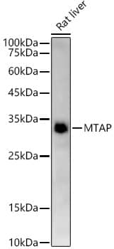 Western Blot: MTAP Antibody (5A6V10) [NBP3-33318] - Western blot analysis of lysates from Rat liver, using MTAP Rabbit mAb at1:2000 dilution.Secondary antibody: HRP-conjugated Goat anti-Rabbit IgG (H+L) at 1:10000 dilution.Lysates/proteins: 25ug per lane.Blocking buffer: 3% nonfat dry milk in TBST.Detection: ECL Enhanced Kit.Exposure time: 120s.