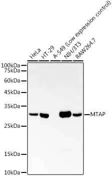 Western Blot: MTAP Antibody (5A6V10) [NBP3-33318] - Western blot analysis of various lysates using MTAP Rabbit mAb at1:2000 dilution.Secondary antibody: HRP-conjugated Goat anti-Rabbit IgG (H+L) at 1:10000 dilution.Lysates/proteins: 25ug per lane.Blocking buffer: 3% nonfat dry milk in TBST.Detection: ECL Basic Kit.Exposure time: 60s.