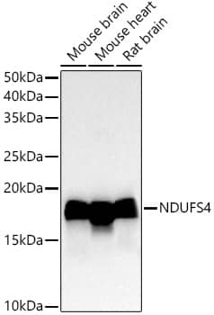 Western Blot: Ndufs4 Antibody (2J4W2) [NBP3-33322] - Western blot analysis of various lysates using Ndufs4 Rabbit mAb at1:20000 dilution.Secondary antibody: HRP-conjugated Goat anti-Rabbit IgG (H+L) at 1:10000 dilution.Lysates/proteins: 25ug per lane.Blocking buffer: 3% nonfat dry milk in TBST.Detection: ECL Basic Kit.Exposure time: 30s.