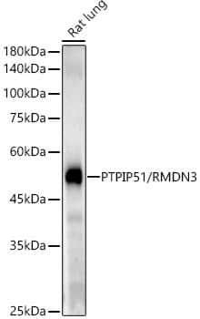 Western Blot: PTPIP51 Antibody (5H6A5) [NBP3-33323] - Western blot analysis of various lysates using PTPIP51 Rabbit mAb at1:2000 dilution.Secondary antibody: HRP-conjugated Goat anti-Rabbit IgG (H+L) at 1:10000 dilution.Lysates/proteins: 25ug per lane.Blocking buffer: 3% nonfat dry milk in TBST.Detection: ECL Enhanced Kit.Exposure time: 120s.