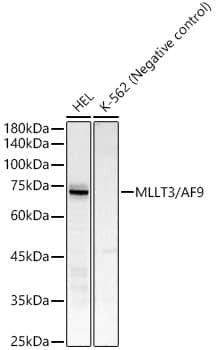 Western Blot: AF9 Antibody (1T4V6) [NBP3-33324] - Western blot analysis of various lysates using AF9 Rabbit mAb at1:1000 dilution.Secondary antibody: HRP-conjugated Goat anti-Rabbit IgG (H+L) at1:10000 dilution.Lysates/proteins: 25ug per lane.Blocking buffer: 3% nonfat dry milk in TBST.Detection: ECL Basic Kit.Exposure time: 20s.