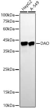 Western Blot: DAO Antibody (1G4U2) [NBP3-33326] - Western blot analysis of various lysates using DAO Rabbit mAb at1:20000 dilution.Secondary antibody: HRP-conjugated Goat anti-Rabbit IgG (H+L) at 1:10000 dilution.Lysates/proteins: 25ug per lane.Blocking buffer: 3% nonfat dry milk in TBST.Detection: ECL Basic Kit.Exposure time: 180s.