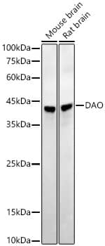 Western Blot: DAO Antibody (1G4U2) [NBP3-33326] - Western blot analysis of various lysates using DAO Rabbit mAb at1:20000 dilution.Secondary antibody: HRP-conjugated Goat anti-Rabbit IgG (H+L) at 1:10000 dilution.Lysates/proteins: 25ug per lane.Blocking buffer: 3% nonfat dry milk in TBST.Detection: ECL Enhanced Kit.Exposure time: 60s.