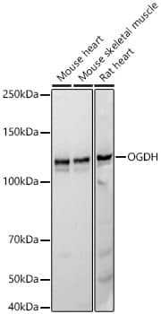 Western Blot: OGDH Antibody (4O7N7) [NBP3-33335] - Western blot analysis of various lysates, using OGDH Rabbit mAb at1:2000 dilution.Secondary antibody: HRP-conjugated Goat anti-Rabbit IgG (H+L) at 1:10000 dilution.Lysates/proteins: 25ug per lane.Blocking buffer: 3% nonfat dry milk in TBST.Detection: ECL Basic Kit.Exposure time: 20s.