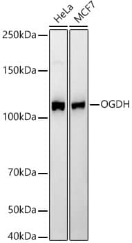 Western Blot: OGDH Antibody (4O7N7) [NBP3-33335] - Western blot analysis of various lysates, using OGDH Rabbit mAb at1:2000 dilution.Secondary antibody: HRP-conjugated Goat anti-Rabbit IgG (H+L) at 1:10000 dilution.Lysates/proteins: 25ug per lane.Blocking buffer: 3% nonfat dry milk in TBST.Detection: ECL Basic Kit.Exposure time: 20s.