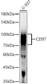 Western Blot: CD97 Antibody (3E5L8) [NBP3-33340] - Western blot analysis of lysates from U-937 cells, using CD97 Rabbit mAb at1:2000 dilution.Secondary antibody: HRP-conjugated Goat anti-Rabbit IgG (H+L) at 1:200000 dilution.Lysates/proteins: 25ug per lane.Blocking buffer: 3% nonfat dry milk in TBST.Detection: ECL Enhanced Kit.Exposure time: 60s.