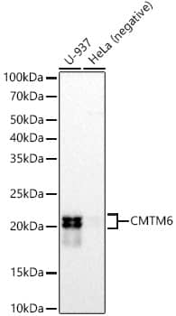 Western Blot: CMTM6 Antibody (7N3H5) [NBP3-33341] - Western blot analysis of various lysates, using CMTM6 Rabbit mAb at1:10000 dilution.Secondary antibody: HRP-conjugated Goat anti-Rabbit IgG (H+L) at 1:10000 dilution.Lysates/proteins: 25ug per lane.Blocking buffer: 3% nonfat dry milk in TBST.Detection: ECL Basic Kit.Exposure time: 180s.