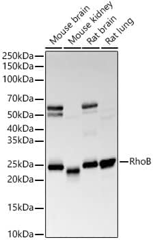 Western Blot: RhoB Antibody (3B10K10) [NBP3-33342] - Western blot analysis of various lysates, using RhoB Rabbit mAb at1:20000 dilution.Secondary antibody: HRP-conjugated Goat anti-Rabbit IgG (H+L) at 1:10000 dilution.Lysates/proteins: 25ug per lane.Blocking buffer: 3% nonfat dry milk in TBST.Detection: ECL Basic Kit.Exposure time: 30s.