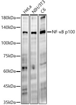 Western Blot: NFkB2/NFkB p100 Antibody (5J6H9) [NBP3-33345] - Western blot analysis of various lysates, using NFkB2/NFkB p100 Rabbit mAb at  1:700 dilution.Secondary antibody: HRP-conjugated Goat anti-Rabbit IgG (H+L) at 1:10000 dilution.Lysates/proteins: 25ug per lane.Blocking buffer: 3% nonfat dry milk in TBST.Detection: ECL Enhanced Kit.Exposure time: 90s.