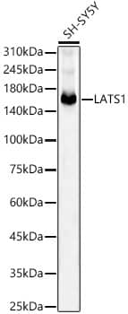 Western Blot: LATS1 Antibody (5I10Q5) [NBP3-33348] - Western blot analysis of lysates from SH-SY5Y cells, using LATS1 Rabbit mAb at1:2000 dilution.Secondary antibody: HRP-conjugated Goat anti-Rabbit IgG (H+L) at 1:10000 dilution.Lysates/proteins: 25ug per lane.Blocking buffer: 3% nonfat dry milk in TBST.Detection: ECL Basic Kit.Exposure time: 90s.