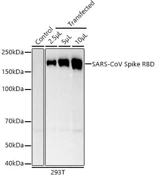 Western Blot: Spike RBD Antibody (0E9W9) [NBP3-33355] - Western blot analysis of lysates from 293T cells, using Spike RBD Rabbit mAb at 1:2000 dilution.Secondary antibody: HRP-conjugated Goat anti-Rabbit IgG (H+L) at 1:10000 dilution.Lysates/proteins: 25ug per lane.Blocking buffer: 3% nonfat dry milk in TBST.Detection: ECL Basic Kit.Exposure time: 30s.
