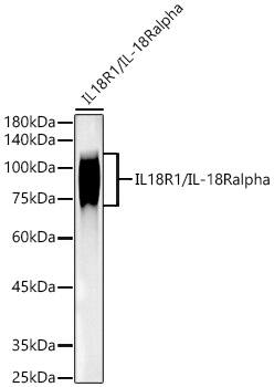 Western Blot: IL18R1 Antibody (3Q2D5) [NBP3-33356] - Western blot analysis of various lysates, using IL18R1 Rabbit mAb at 1:1800 dilution.Secondary antibody: HRP-conjugated Goat anti-Rabbit IgG (H+L) at 1:10000 dilution.Lysates/proteins: 25ug per lane.Blocking buffer: 3% nonfat dry milk in TBST.Detection: ECL Basic Kit.Exposure time: 3s.