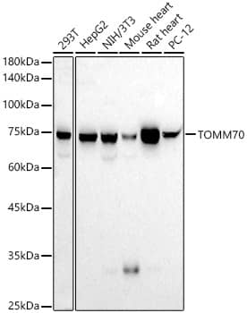 Western Blot: TOM70 Antibody (2Q2U5) [NBP3-33357] - Western blot analysis of various lysates, using TOM70 Rabbit mAb at 1:1000 dilution.Secondary antibody: HRP-conjugated Goat anti-Rabbit IgG (H+L) at 1:10000 dilution.Lysates/proteins: 25ug per lane.Blocking buffer: 3% nonfat dry milk in TBST.Detection: ECL Basic Kit.Exposure time: 90s.