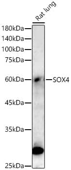 Western Blot: SOX4 Antibody (4A1E8) [NBP3-33358] - Western blot analysis of lysates from Rat lung, using SOX4 Rabbit mAb at 1:20000 dilution.Secondary antibody: HRP-conjugated Goat anti-Rabbit IgG (H+L) at 1:10000 dilution.Lysates/proteins: 25ug per lane.Blocking buffer: 3% nonfat dry milk in TBST.Detection: ECL Basic Kit.Exposure time: 90s.