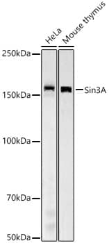 Western Blot: SIN3A Antibody (1Z7Y1) [NBP3-33359] - Western blot analysis of various lysates, using SIN3A Rabbit mAb at 1:2000 dilution.Secondary antibody: HRP-conjugated Goat anti-Rabbit IgG (H+L) at 1:10000 dilution.Lysates/proteins: 25ug per lane.Blocking buffer: 3% nonfat dry milk in TBST.Detection: ECL Basic Kit.Exposure time: 90s.