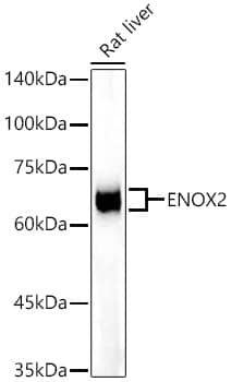 Western Blot: ENOX2 Antibody (4O4Q7) [NBP3-33360] - Western blot analysis of lysates from Rat liver, using ENOX2 Rabbit mAb at 1:2000 dilution.Secondary antibody: HRP-conjugated Goat anti-Rabbit IgG (H+L) at 1:10000 dilution.Lysates/proteins: 25ug per lane.Blocking buffer: 3% nonfat dry milk in TBST.Detection: ECL Enhanced Kit.Exposure time: 120s.