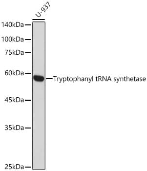 Western Blot Tryptophanyl tRNA synthetase Antibody (1C6K8)