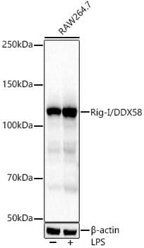 Western Blot: RIG-I Antibody (2J8D5) [NBP3-33366] - Western blot analysis of lysates from RAW264.7 cells, using RIG-I Rabbit mAb at 1:2000 dilution. Raw264. 7 cells were treated by LPS (1 ug/ml) at 37C for 8 hours.Secondary antibody: HRP-conjugated Goat anti-Rabbit IgG (H+L) at 1:10000 dilution.Lysates/proteins: 25ug per lane.Blocking buffer: 3% nonfat dry milk in TBST.Detection: ECL Basic Kit.Exposure time: 3s.