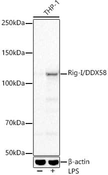 Western Blot: RIG-I Antibody (2J8D5) [NBP3-33366] - Western blot analysis of various lysates, using RIG-I Rabbit mAb at 1:2000 dilution. THP-1 cells were treated by LPS (1 ug/ml) at 37C for 6 hours.Secondary antibody: HRP-conjugated Goat anti-Rabbit IgG (H+L) at 1:10000 dilution.Lysates/proteins: 25ug per lane.Blocking buffer: 3% nonfat dry milk in TBST.Detection: ECL Basic Kit.Exposure time: 3s.