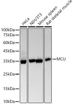 Western Blot: CCDC109A Antibody (5G2I5) [NBP3-33367] - Western blot analysis of various lysates, using [KO Validated] CCDC109A Rabbit mAb at1:20000 dilution.Secondary antibody: HRP-conjugated Goat anti-Rabbit IgG (H+L) at 1:10000 dilution.Lysates/proteins: 25ug per lane.Blocking buffer: 3% nonfat dry milk in TBST.Detection: ECL Basic Kit.Exposure time: 90s.