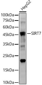 Western Blot: SIRT7 Antibody (2F2V5) [NBP3-33378] - Western blot analysis of lysates from Mouse thymus, using SIRT7 Rabbit mAb at  1:2000 dilution.Secondary antibody: HRP-conjugated Goat anti-Rabbit IgG (H+L) at 1:10000 dilution.Lysates/proteins: 25ug per lane.Blocking buffer: 3% nonfat dry milk in TBST.Detection: ECL Basic Kit.Exposure time: 180s.