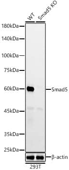 Western Blot: Smad5 Antibody (5W8T5) [NBP3-33381] - Western blot analysis of lysates from wild type(WT) and Smad5 knockout (KO) 293T(KO) cells, using [KO Validated] Smad5 Rabbit mAb  at  1:1000 dilution.Secondary antibody: HRP Goat Anti-Rabbit IgG (H+L)  at 1:10000 dilution.Lysates/proteins: 25ug per lane.Blocking buffer: 3% nonfat dry milk in TBST.Detection: ECL Enhanced Kit .Exposure time: 180s.