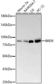 Western Blot: BRD9 Antibody (8C4G2) [NBP3-33382] - Western blot analysis of various lysates, using BRD9 Rabbit mAb at  1:2000 dilution.Secondary antibody: HRP-conjugated Goat anti-Rabbit IgG (H+L) at 1:10000 dilution.Lysates/proteins: 25ug per lane.Blocking buffer: 3% nonfat dry milk in TBST.Detection: ECL Basic Kit.Exposure time: 180s.