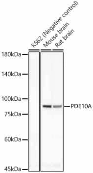 Western Blot: PDE10A Antibody (8J7E5) [NBP3-33383] - Western blot analysis of various lysates, using PDE10A Rabbit mAb at  1:1000 dilution.Secondary antibody: HRP-conjugated Goat anti-Rabbit IgG (H+L) at 1:10000 dilution.Lysates/proteins: 25ug per lane.Blocking buffer: 3% nonfat dry milk in TBST.Detection: ECL Basic Kit.Exposure time: 180s.