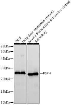 Western Blot: Phosphoserine phosphatase Antibody (1J5O2) [NBP3-33385] - Western blot analysis of various lysates, using Phosphoserine phosphatase Rabbit mAb at  1:10000 dilution.Secondary antibody: HRP-conjugated Goat anti-Rabbit IgG (H+L) at 1:10000 dilution.Lysates/proteins: 25ug per lane.Blocking buffer: 3% nonfat dry milk in TBST.Detection: ECL Basic Kit.Exposure time: 90s.