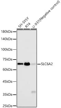 Western Blot: SLC6A2/NET/Noradrenaline transporter Antibody (6F7V1) [NBP3-33387] - Western blot analysis of various lysates, using SLC6A2/NET/Noradrenaline transporter Rabbit mAb at 1:16000 dilution.Secondary antibody: HRP-conjugated Goat anti-Rabbit IgG (H+L) at 1:10000 dilution.Lysates/proteins: 25ug per lane.Blocking buffer: 3% nonfat dry milk in TBST.Detection: ECL Basic Kit.Exposure time: 180s.