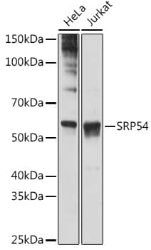 Western Blot SRP54 Antibody (1O3J1)