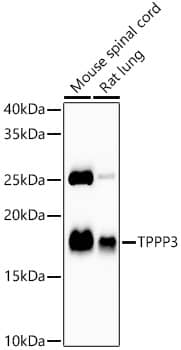 Western Blot TPPP3 Antibody (2P1I9)