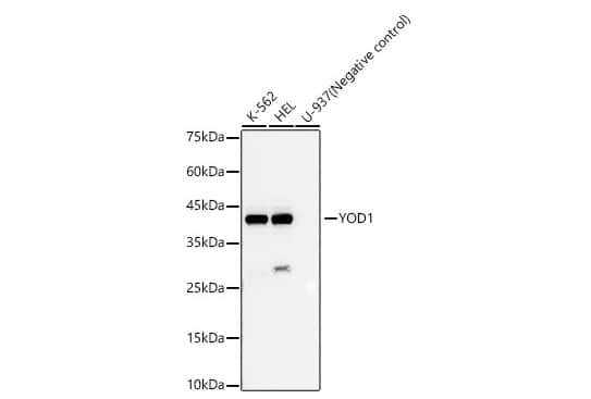 Analysis of various lysates, using YOD1 Rabbit mAb at 1:2000 dilution.Secondary antibody: HRP-conjugated Goat anti-Rabbit IgG (H+L) at 1:10000 dilution.Lysates/proteins: 25μg per lane.Blocking buffer: 3% nonfat dry milk in TBST.Detection: ECL Basic Kit. Exposure time: 30s.
