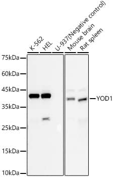 Western Blot YOD1 Antibody (4F9O2)