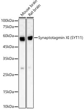 Western Blot: SYT11 Antibody (2M4R9) [NBP3-33397] - Western blot analysis of various lysates, using SYT11(SYT11) Rabbit mAb at  1:2000 dilution.Secondary antibody: HRP-conjugated Goat anti-Rabbit IgG (H+L) at 1:10000 dilution.Lysates/proteins: 25ug per lane.Blocking buffer: 3% nonfat dry milk in TBST.Detection: ECL Basic Kit.Exposure time: 30s.