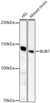 Western Blot: Bub1 Antibody (1N8M1) [NBP3-33398] - Western blot analysis of various lysates, using Bub1 Rabbit mAb at  1:1000 dilution.Secondary antibody: HRP-conjugated Goat anti-Rabbit IgG (H+L) at 1:10000 dilution.Lysates/proteins: 25ug per lane.Blocking buffer: 3% nonfat dry milk in TBST.Detection: ECL Basic Kit.Exposure time: 60s.