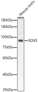 Western Blot: SOX5 Antibody (7W1J1) [NBP3-33400] - Western blot analysis of lysates from Mouse testis, using SOX5 Rabbit mAb at 1:2000 dilution.Secondary antibody: HRP-conjugated Goat anti-Rabbit IgG (H+L) at 1:10000 dilution.Lysates/proteins: 25ug per lane.Blocking buffer: 3% nonfat dry milk in TBST.Detection: ECL Basic Kit.Exposure time: 60s.