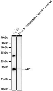 Western Blot MT-ATP6 Antibody (2W2R7)