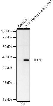 Western Blot: IL12B Antibody (3F3S0) [NBP3-33402] - Western blot analysis of lysates from 293T-IL12-His(N), using IL12 Rabbit mAb at 1:2000 dilution.Secondary antibody: HRP-conjugated Goat anti-Rabbit IgG (H+L) at 1:10000 dilution.Lysates/proteins: 25μg per lane.Blocking buffer: 3% nonfat dry milk in TBST.Detection: ECL Basic Kit.Exposure time: 180s.