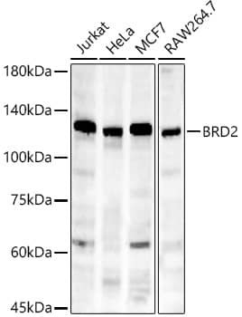 Western Blot: BRD2 Antibody (5K5Y6) [NBP3-33404] - Western blot analysis of various lysates, using BRD2 Rabbit mAb at 1:1000 dilution.Secondary antibody: HRP-conjugated Goat anti-Rabbit IgG (H+L) at 1:10000 dilution.Lysates/proteins: 25ug per lane.Blocking buffer: 3% nonfat dry milk in TBST.Detection: ECL Enhanced Kit.Exposure time: 180s.